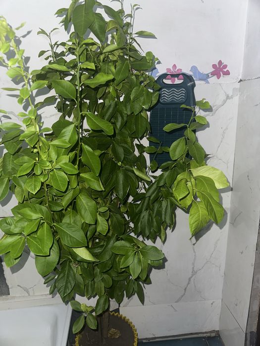 Продам лимонный дерево