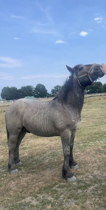 Vănd/Schimb mănz percheron