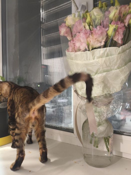 Вязка кот бенгальский