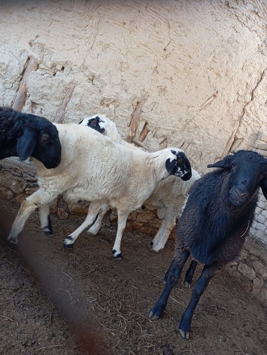 Qochqorlar sotuvda asl zot