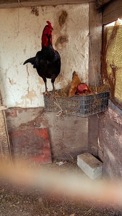 Дакан жұмыртқасы