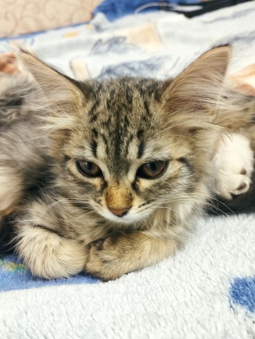 Котята маленькие.2,6месяцев
