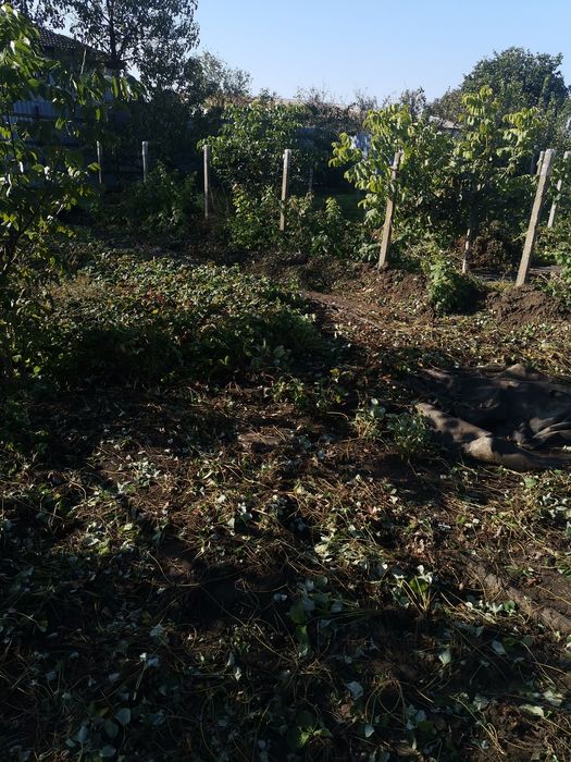 Stoloni de căpșuni Albion 0,50 bani buc și butasi de zmeură 2lei buc