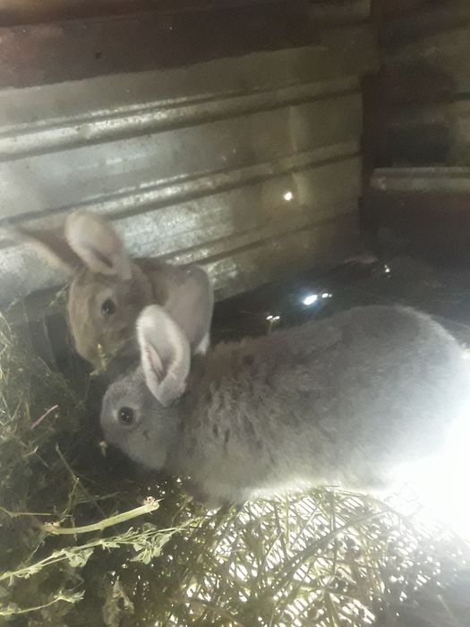 Крольчата породы франдер