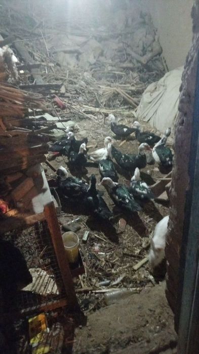 Урдак сотилади овози чикмайдиганидан