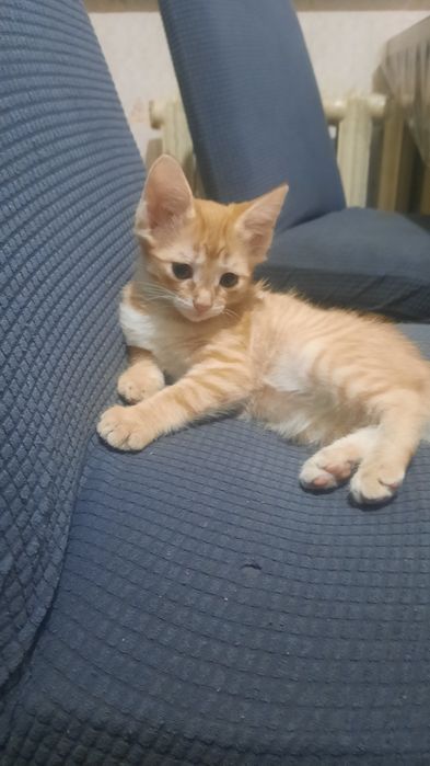 Рыжыии котик малыи.