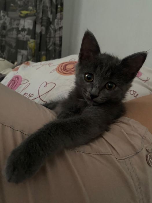 Отлам котенка ( два месяца) девочка