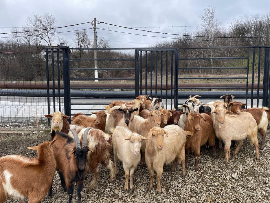 Vând capre gestante, tinere, de rasă – bune de lapte și prăsilă