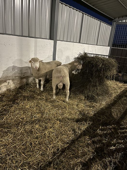 Berbeci rasă de carne île de france