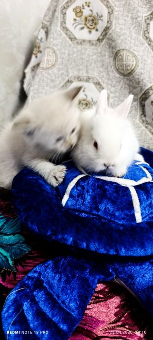 Декоративные кролики