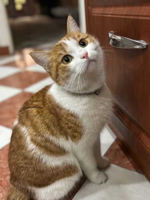 Домашняя рыжая кошка