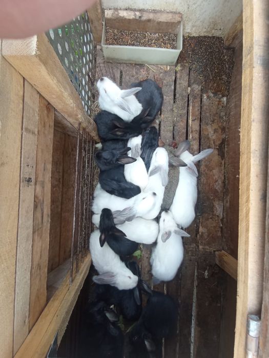 Кролики, мясной породы