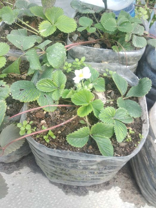 Продаются саженцы плодовых деревьев