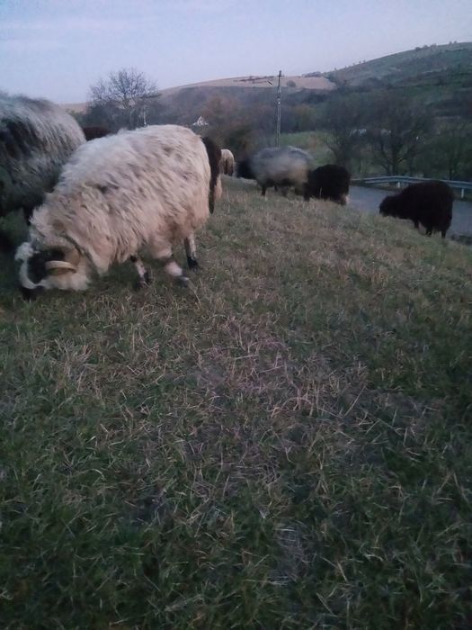 Vând berbec bun de ținut !