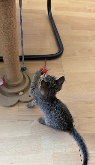Отдадим котёнка в добрые руки