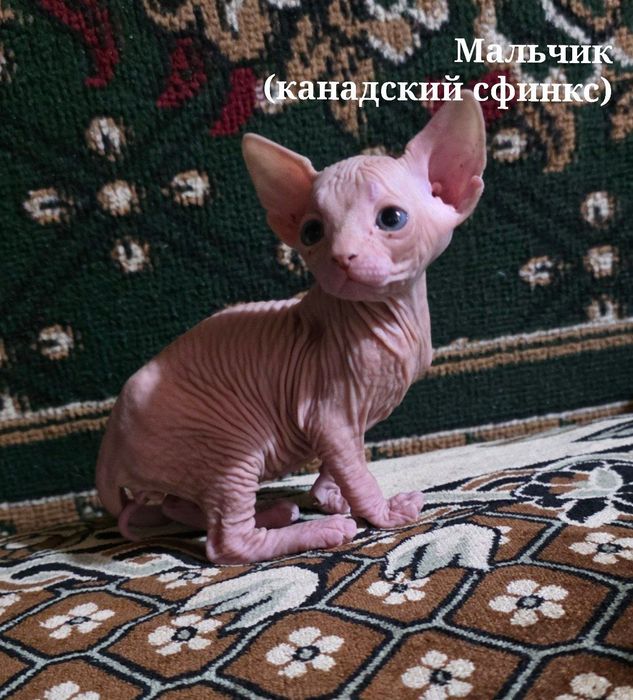 Котята Сфинксы !