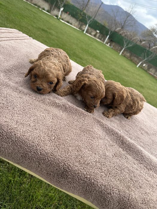 Cavapoo,Кавапу,момчета