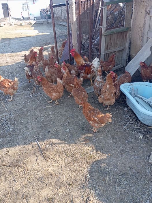 Орман Браун сатылады