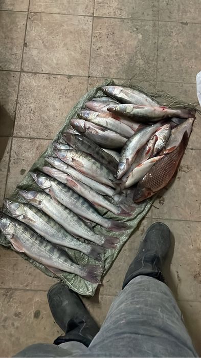 свежая рыба судак рыбец торман