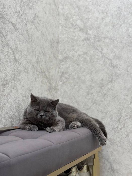 Вязка для кота шотландской породы