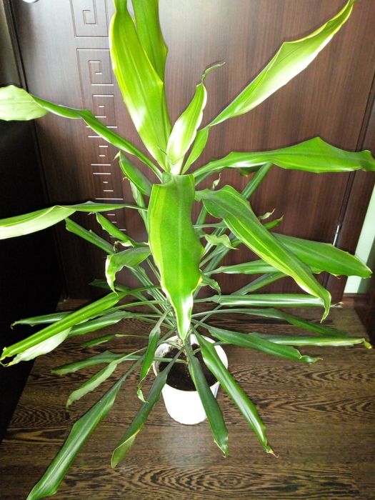 Палма драцена фраганс-110см.,коледниче,исусов венец,кротон,бамбук и др