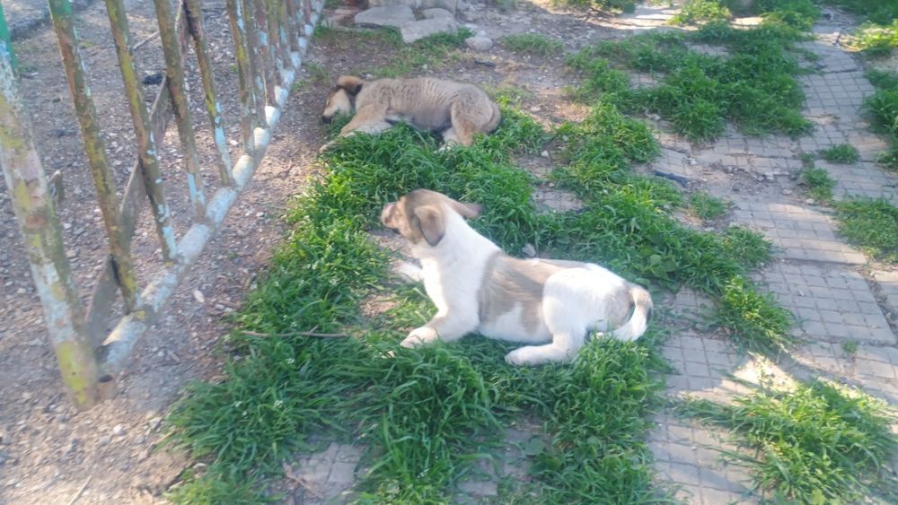 Подаряват се Каракачанки