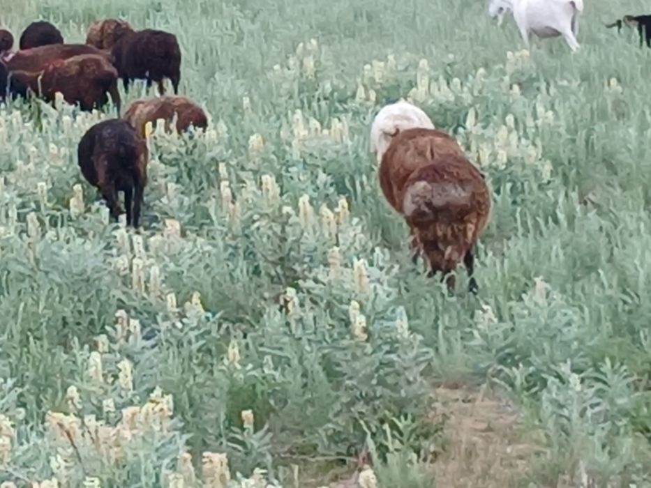 Продам баранов курдючных