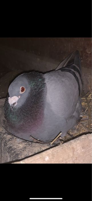 Porumbei voiajori