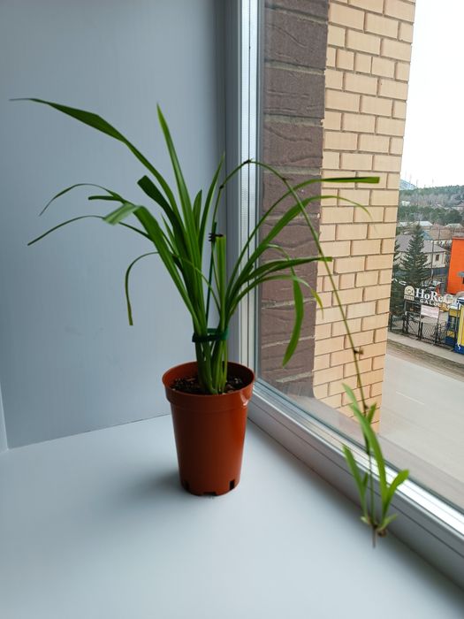 Продам комнатные растения