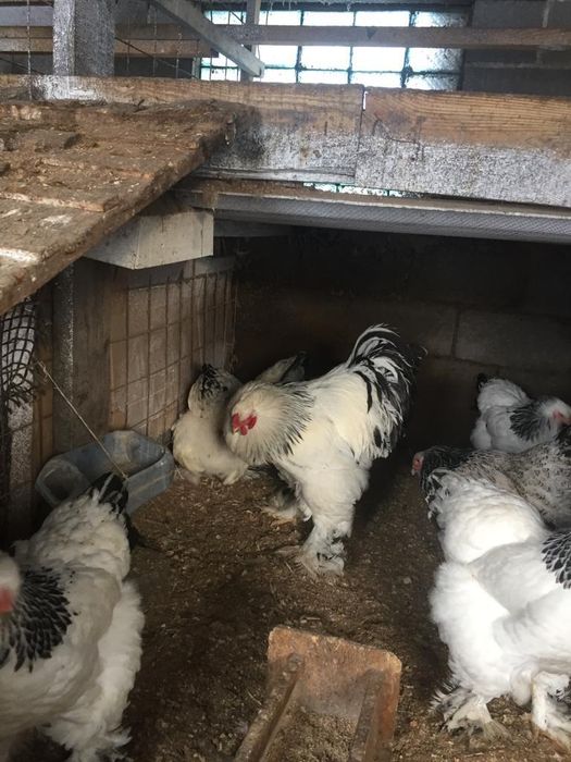 Яйца брама 6 видов