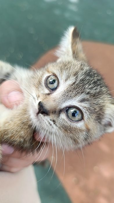 Котята крысоловы шикарные