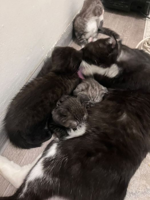 Шотландтық (Scottish Fold) марғаулар сатылады