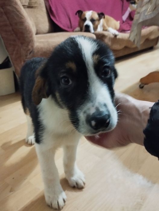 Подарявам малко кученце