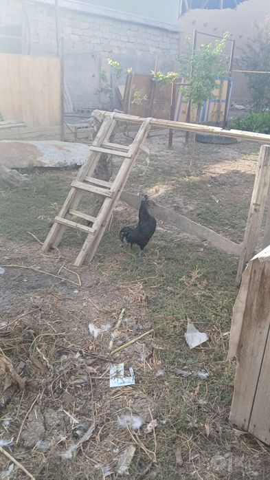 Уха уйол хурози сотувда