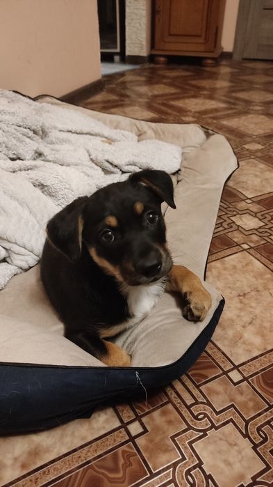 Щенок Вася ищет дом