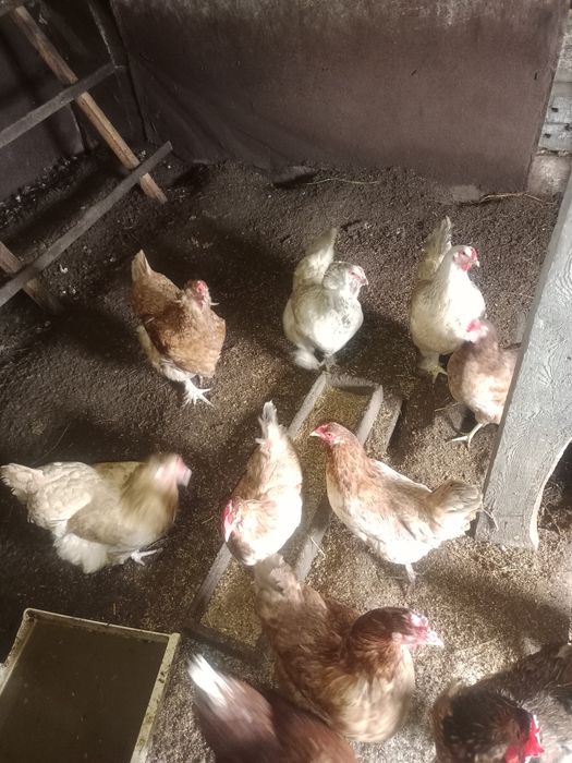 Продам домашних кур.