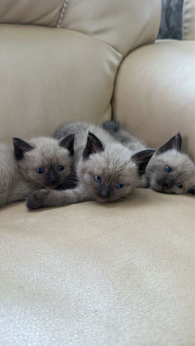 Продам Сиамских котят