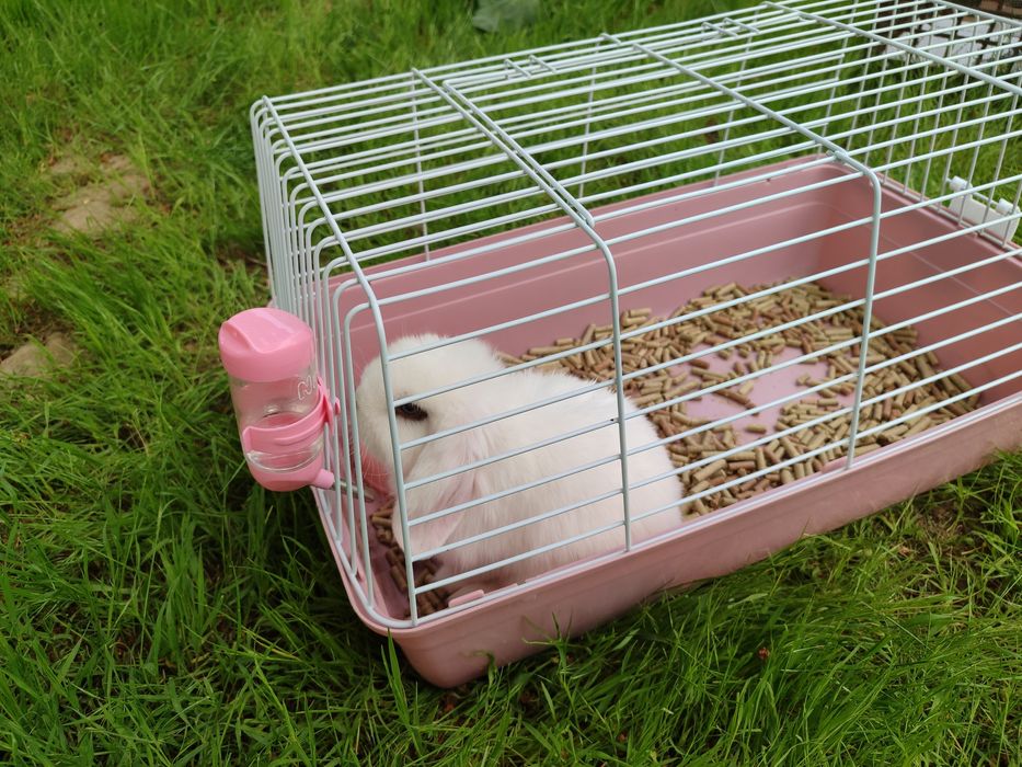 Продается кролик