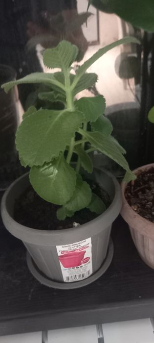 Гарантия цветы живые