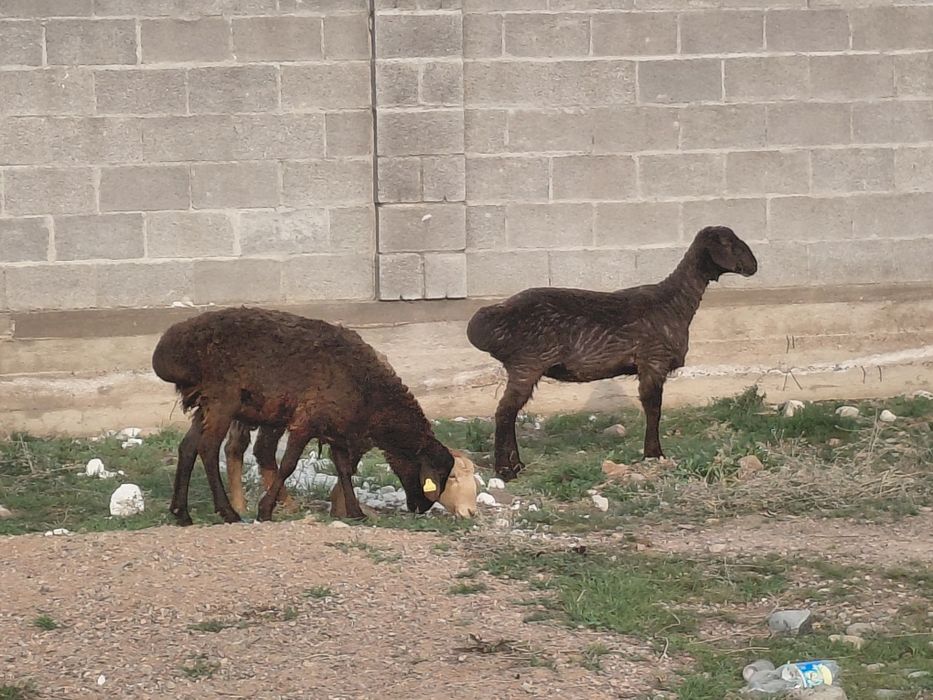 Тоқты қойлар сатылады