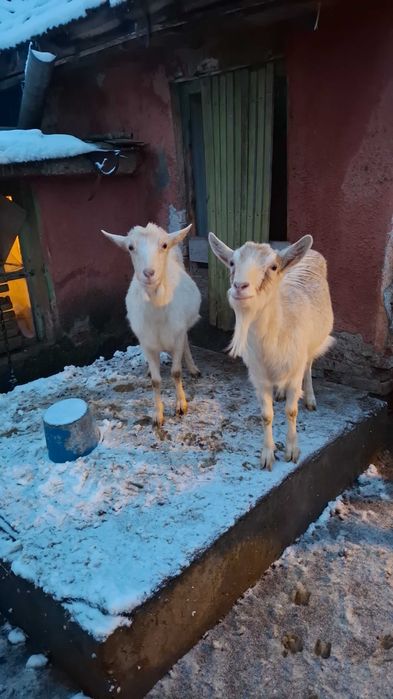 Capre deafata in februarie fata