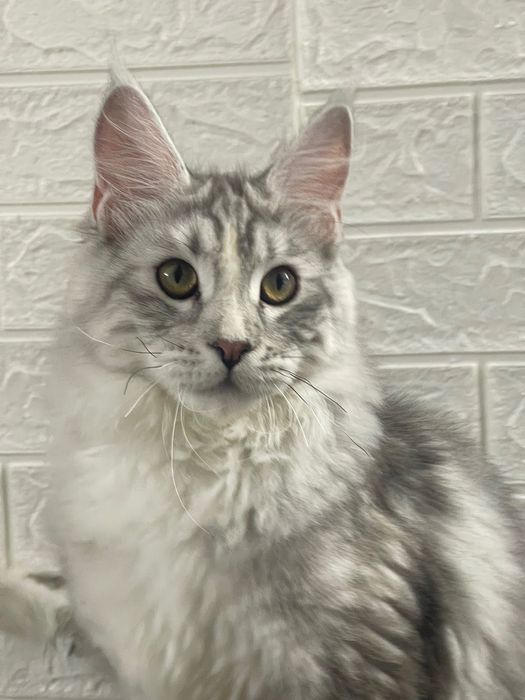 Maine Coon cu părinții campion.