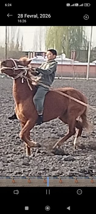 Toy sotiladi bir yarim yosh. Qirg‘iz.