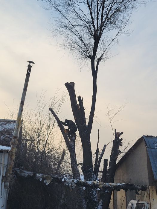 Агаш кесемиз спил деревьев