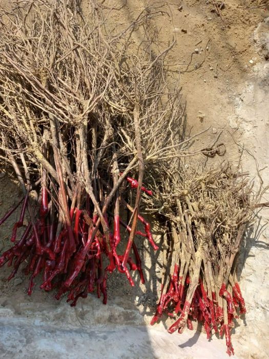 Butasi de vită de vie de anul 2 și de anul 3