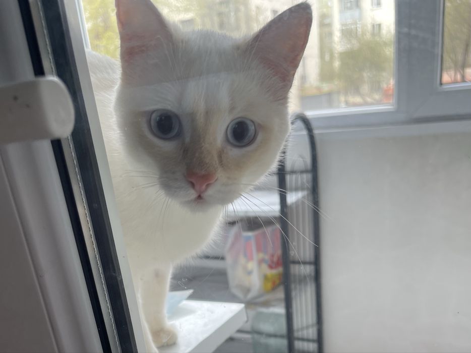 Отдам котика в добрые руки