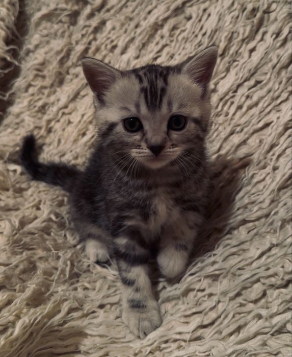 Котята породы британ