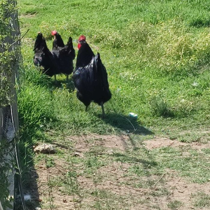 Vand familie gaini australop