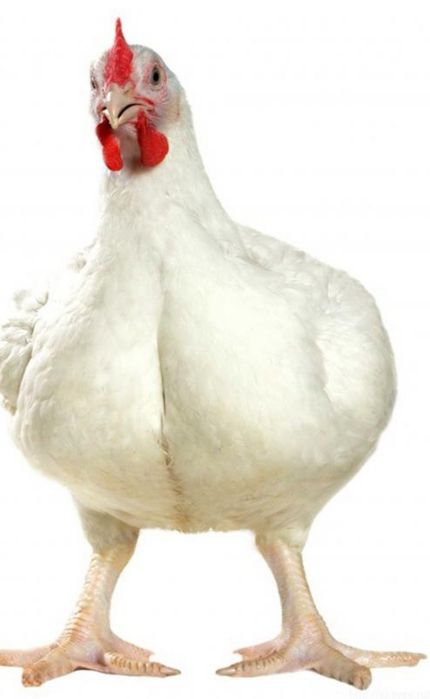 Продам бролеров живы весом