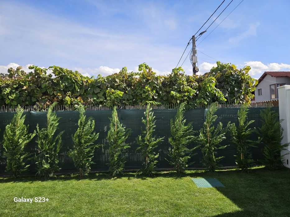 Vindem leylandii de mai multe dimensiuni